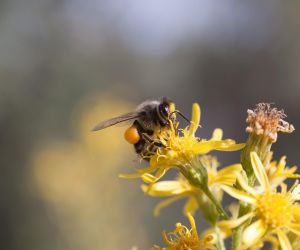 Pszczoła z pyłkiem / © Juan Manule Sanz/ ICEX