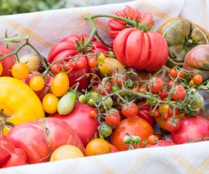Jak przechowywać pomidory