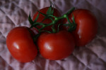 pomidory krajowe