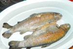 ryba w naczyniu żaroodpornym