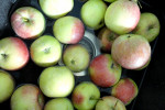 Jabłka prażone z cynamonem do szarlotki