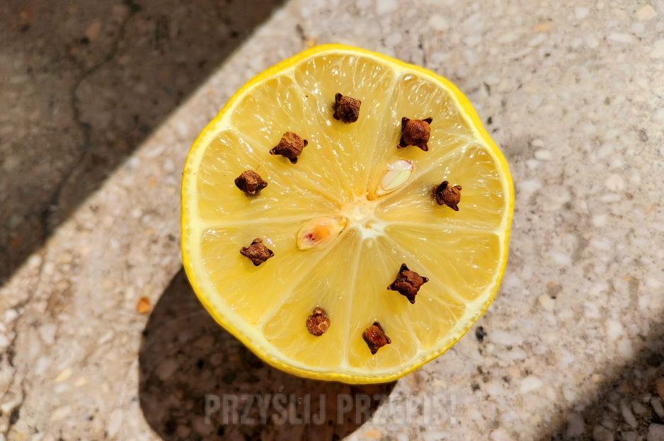 Cytryna z goździkami