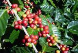 owoce kawy na krzewie