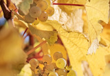 Winogrona na wino musujące