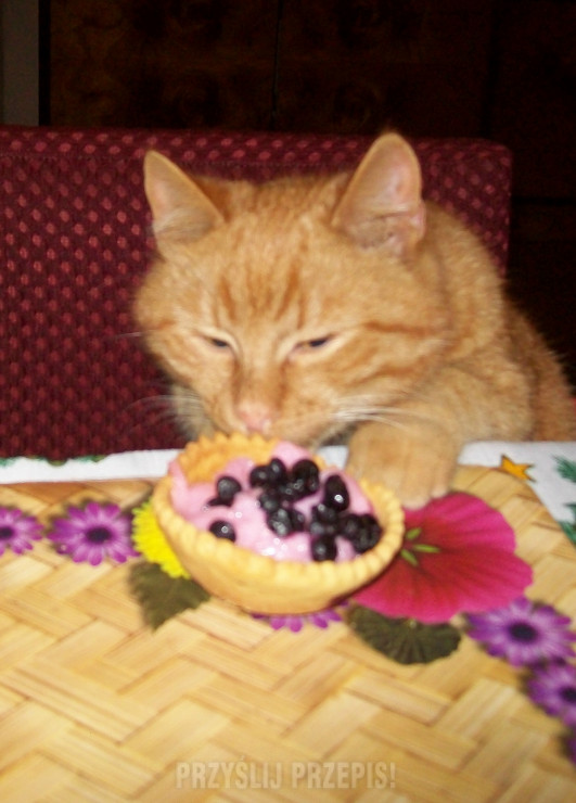 mój kot również uwielbia wiśniowe babeczki
